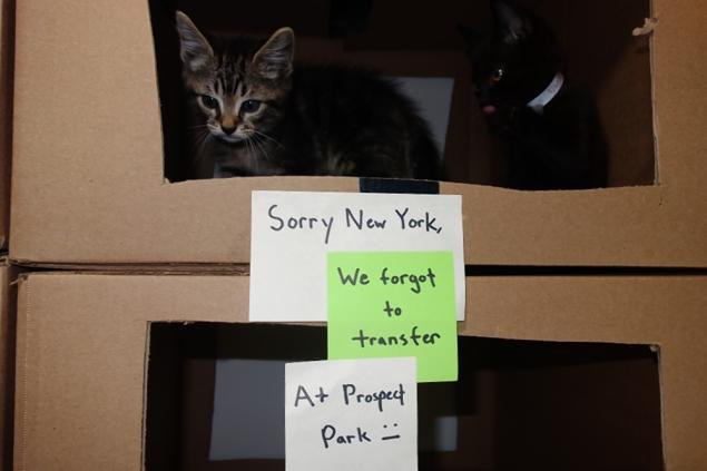 Kitties! (photo by Steven Liu)