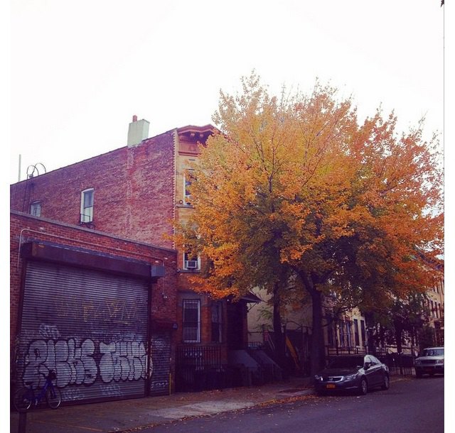 Instagram Takeover - Ariel Churnin - Fall foliage, tree, changing colors