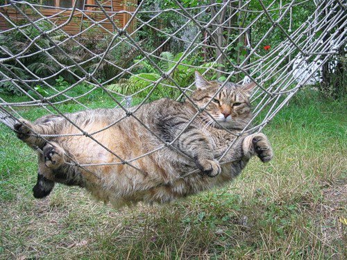 Image via MostlyCats Tumblr