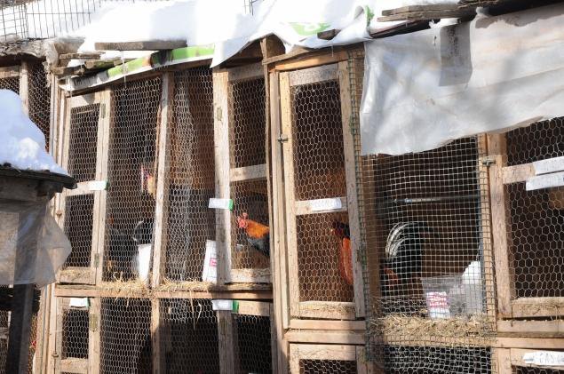 Photo by courtesy of ASPCA