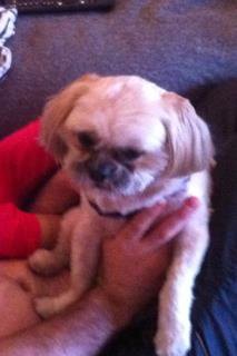Heartbreaking: Franky, the Dog from English Kills is Missing