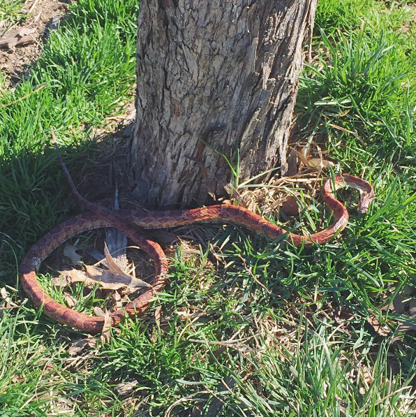 Large Dead Snake Appears in Maria Hernandez Park in Bushwick