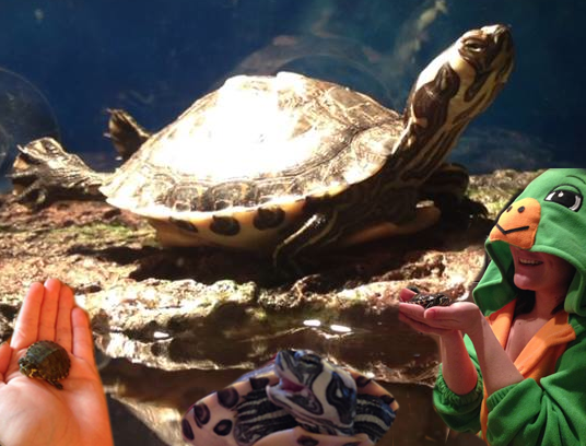 Pet of the Week: Banana, the Turtle Sometimes Needs to Be Tied to a Balloon