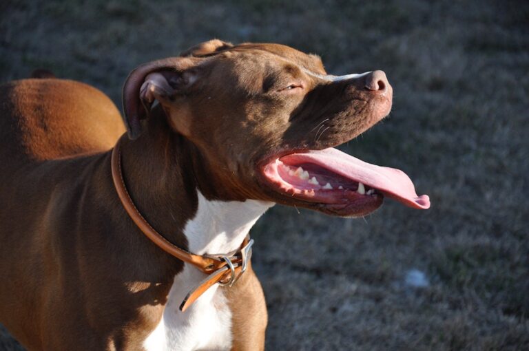 A Neighbor’s Pit Bull Attacked, Spectrum Shutdown, and More: Tweeters Tell Their Bushweek Story