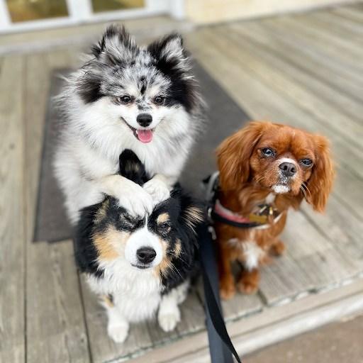 Paw-Paring for the Future: A Guide to Pet Care as Many Return to Work