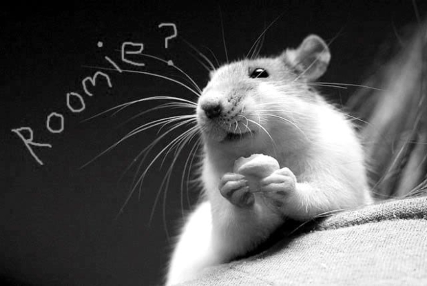 Are There Rats in Your Building? Find Out Using the City’s Interactive ‘Rat Map’