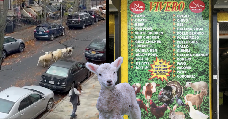 Why Are Sheep Running Wild in Bushwick?