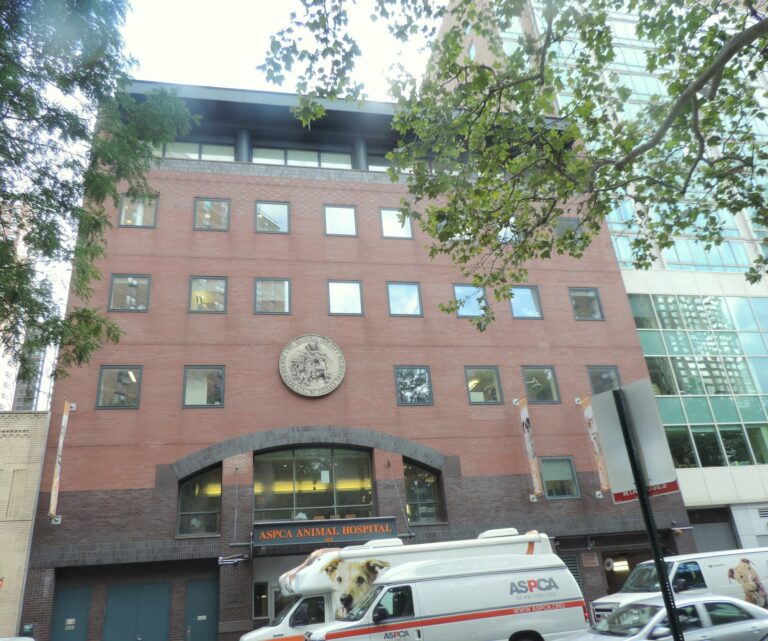 ASPCA urges NYC Council to fund pet food, vet care and shelter programs